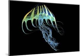 A Bioluminescent Jellyfish-Stocktrek Images-Mounted Art Print
