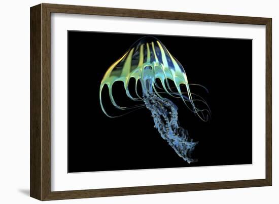 A Bioluminescent Jellyfish-Stocktrek Images-Framed Premium Giclee Print