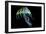 A Bioluminescent Jellyfish-Stocktrek Images-Framed Premium Giclee Print