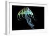 A Bioluminescent Jellyfish-Stocktrek Images-Framed Premium Giclee Print