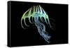A Bioluminescent Jellyfish-Stocktrek Images-Framed Stretched Canvas