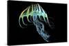 A Bioluminescent Jellyfish-Stocktrek Images-Stretched Canvas