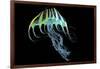 A Bioluminescent Jellyfish-Stocktrek Images-Framed Art Print