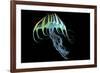 A Bioluminescent Jellyfish-Stocktrek Images-Framed Art Print