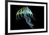 A Bioluminescent Jellyfish-Stocktrek Images-Framed Art Print