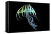 A Bioluminescent Jellyfish-Stocktrek Images-Framed Stretched Canvas