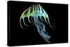 A Bioluminescent Jellyfish-Stocktrek Images-Stretched Canvas