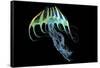 A Bioluminescent Jellyfish-Stocktrek Images-Framed Stretched Canvas