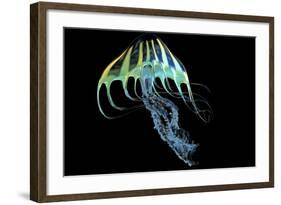 A Bioluminescent Jellyfish-Stocktrek Images-Framed Art Print