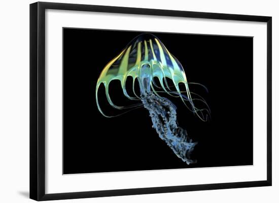 A Bioluminescent Jellyfish-Stocktrek Images-Framed Art Print