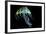 A Bioluminescent Jellyfish-Stocktrek Images-Framed Art Print