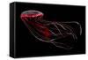 A Bioluminescent Red Jellyfish-null-Framed Stretched Canvas