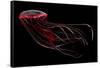 A Bioluminescent Red Jellyfish-null-Framed Stretched Canvas