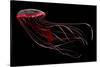 A Bioluminescent Red Jellyfish-null-Stretched Canvas