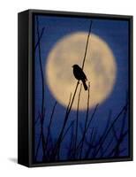 A Bird is Silhouetted against a Full Moon Before Sunrise Friday Morning-null-Framed Stretched Canvas