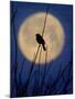 A Bird is Silhouetted against a Full Moon Before Sunrise Friday Morning-null-Mounted Premium Photographic Print