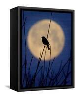 A Bird is Silhouetted against a Full Moon Before Sunrise Friday Morning-null-Framed Stretched Canvas