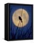 A Bird is Silhouetted against a Full Moon Before Sunrise Friday Morning-null-Framed Stretched Canvas