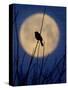 A Bird is Silhouetted against a Full Moon Before Sunrise Friday Morning-null-Stretched Canvas