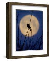 A Bird is Silhouetted against a Full Moon Before Sunrise Friday Morning-null-Framed Photographic Print