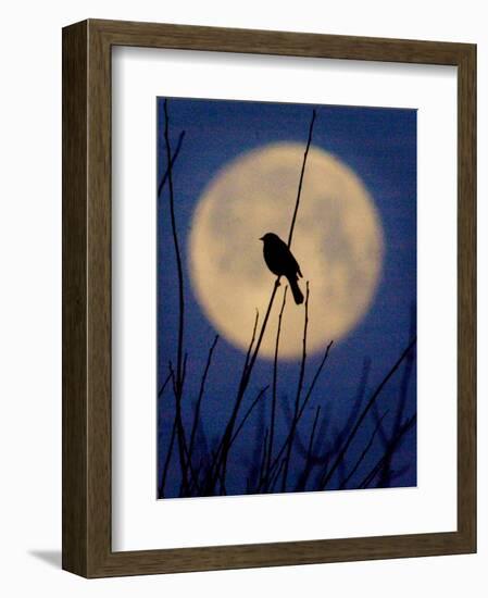 A Bird is Silhouetted against a Full Moon Before Sunrise Friday Morning-null-Framed Photographic Print