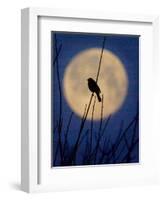 A Bird is Silhouetted against a Full Moon Before Sunrise Friday Morning-null-Framed Photographic Print