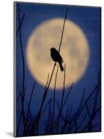 A Bird is Silhouetted against a Full Moon Before Sunrise Friday Morning-null-Mounted Photographic Print