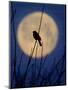 A Bird is Silhouetted against a Full Moon Before Sunrise Friday Morning-null-Mounted Photographic Print