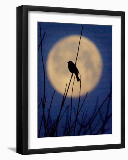 A Bird is Silhouetted against a Full Moon Before Sunrise Friday Morning-null-Framed Photographic Print