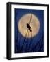 A Bird is Silhouetted against a Full Moon Before Sunrise Friday Morning-null-Framed Photographic Print