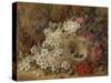 A Bird's Nest and Blossom on a Mossy Bank (Oil)-George Clare-Stretched Canvas