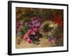 A Bird's Nest and Geraniums-Oliver Clare-Framed Giclee Print