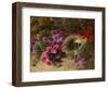 A Bird's Nest and Geraniums-Oliver Clare-Framed Giclee Print