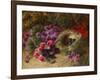 A Bird's Nest and Geraniums-Oliver Clare-Framed Giclee Print