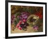 A Bird's Nest and Geraniums-Oliver Clare-Framed Giclee Print