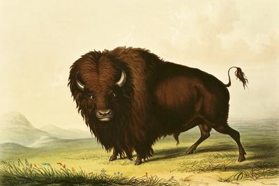 https://imgc.allpostersimages.com/img/posters/a-bison-circa-1832_u-L-Q1HEGWF0.jpg?artPerspective=n
