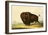 A Bison, circa 1832-George Catlin-Framed Giclee Print