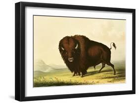 A Bison, circa 1832-George Catlin-Framed Giclee Print