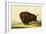 A Bison, circa 1832-George Catlin-Framed Giclee Print