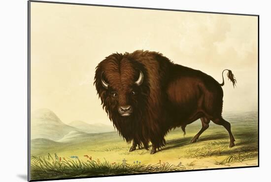 A Bison, circa 1832-George Catlin-Mounted Giclee Print