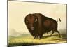 A Bison, circa 1832-George Catlin-Mounted Giclee Print