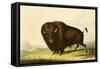 A Bison, circa 1832-George Catlin-Framed Stretched Canvas