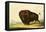 A Bison, circa 1832-George Catlin-Framed Stretched Canvas