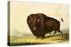 A Bison, circa 1832-George Catlin-Stretched Canvas