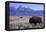 A Bison in a Meadow with the Teton Mountain Range as a Backdrop, Grand Teton National Park, Wyoming-Adam Barker-Framed Stretched Canvas