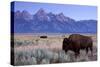 A Bison in a Meadow with the Teton Mountain Range as a Backdrop, Grand Teton National Park, Wyoming-Adam Barker-Stretched Canvas