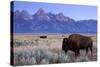 A Bison in a Meadow with the Teton Mountain Range as a Backdrop, Grand Teton National Park, Wyoming-Adam Barker-Stretched Canvas