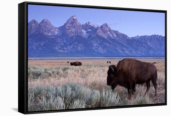 A Bison in a Meadow with the Teton Mountain Range as a Backdrop, Grand Teton National Park, Wyoming-Adam Barker-Framed Stretched Canvas