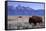 A Bison in a Meadow with the Teton Mountain Range as a Backdrop, Grand Teton National Park, Wyoming-Adam Barker-Framed Stretched Canvas