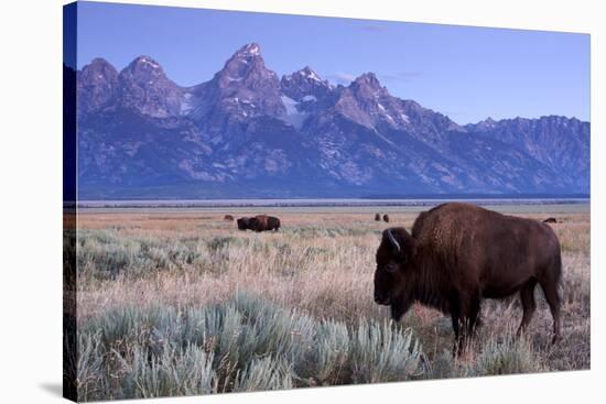 A Bison in a Meadow with the Teton Mountain Range as a Backdrop, Grand Teton National Park, Wyoming-Adam Barker-Stretched Canvas